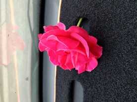 花朵 月季