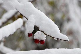 红果和白雪