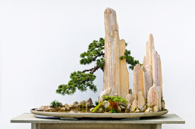 盘景 影楼素材 中国风 青松 