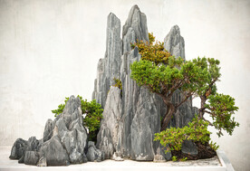 盘景 影楼素材 中国风 青松 