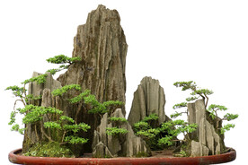 盘景 影楼素材 中国风 青松 