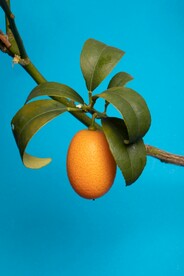 橙子