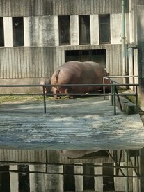 河马