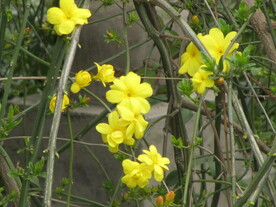 迎春花