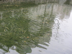 水面