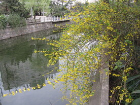 迎春花