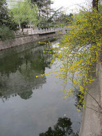 迎春花