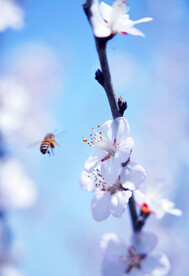 树枝上的桃花素材