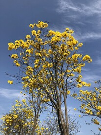 蓝天下的黄风铃花