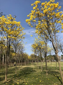 春天的黄风铃花