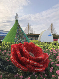 美丽城市建设 珠海渔女 花朵