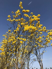 三月蓝天下的黄风铃花