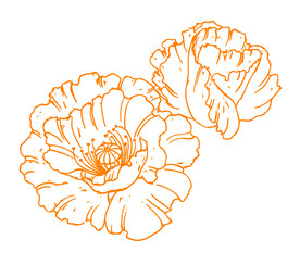 菊花