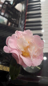 香山茶花