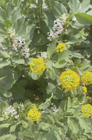 油菜花