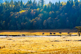 西藏林芝鲁朗贡措湖高山林海草甸