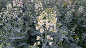 油菜花