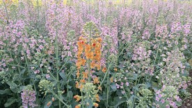 油菜花