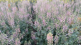 油菜花