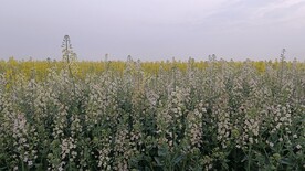 油菜花