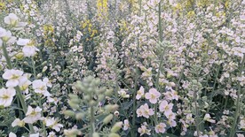 油菜花