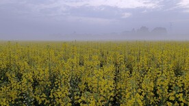 油菜花