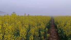 油菜花