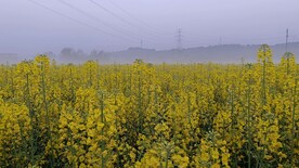 油菜花