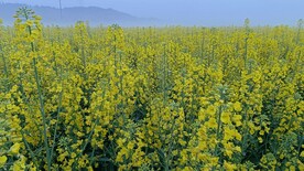 油菜花