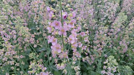 油菜花