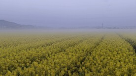 油菜花