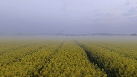 油菜花