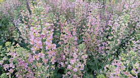油菜花