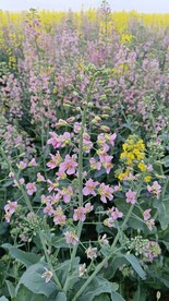 油菜花