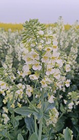 油菜花