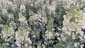 油菜花