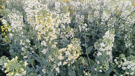 油菜花