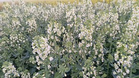 油菜花