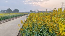 油菜花