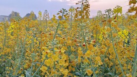 油菜花