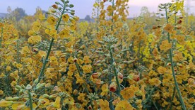 油菜花