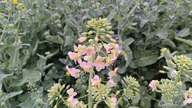 油菜花