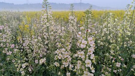 油菜花