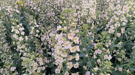 油菜花