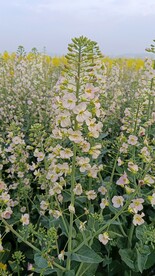 油菜花