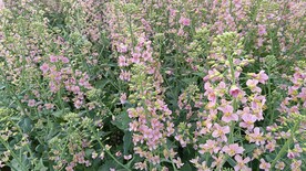 油菜花