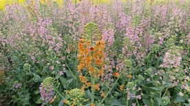 油菜花