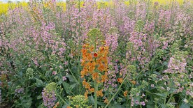 油菜花