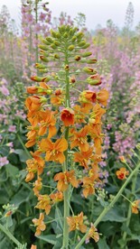 油菜花