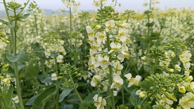 油菜花